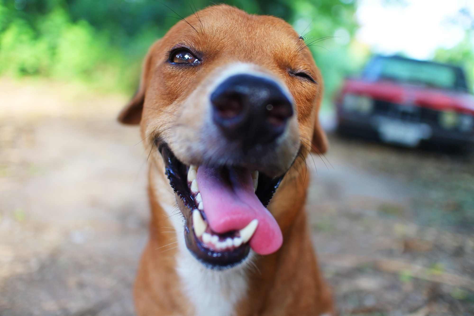 Pet Care 101: 10 Fantastic Tips for Having a Happy & Healthy Dog